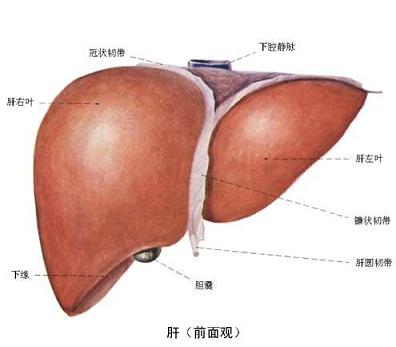 北京302医院建仪保护肝脏
